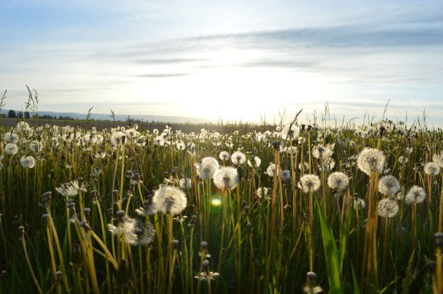 meadow-spring-dandelion