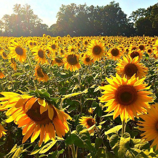 clear-meadow-farms-sunflower-fields-9
