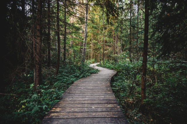 boss-fight-free-high-quality-stock-images-photos-photography-pathway-forest